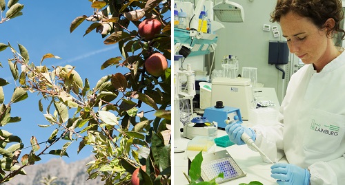 Video: «Ricerca scientifica sugli "scopazzi del melo" al Centro di Sperimentazione Laimburg»