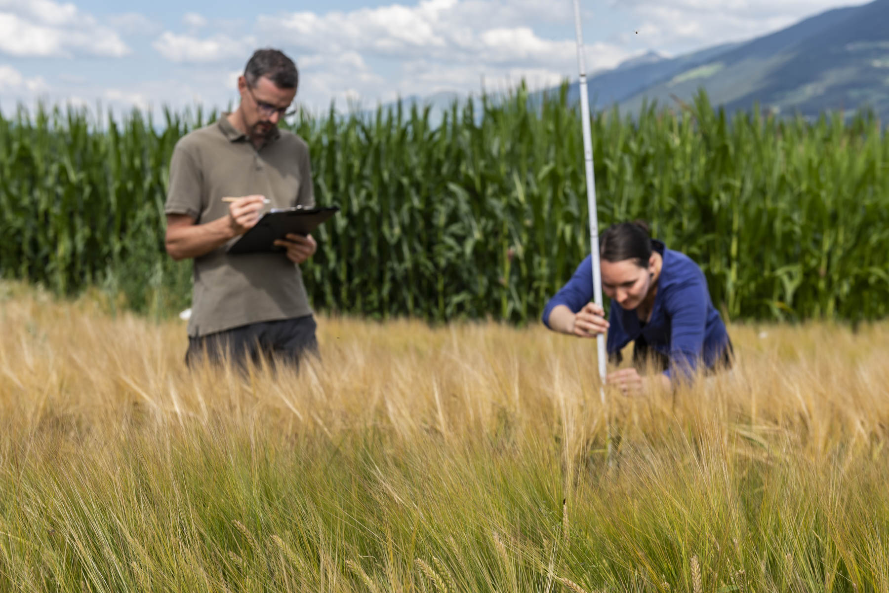 Video: «Il grano saraceno in Alto Adige»