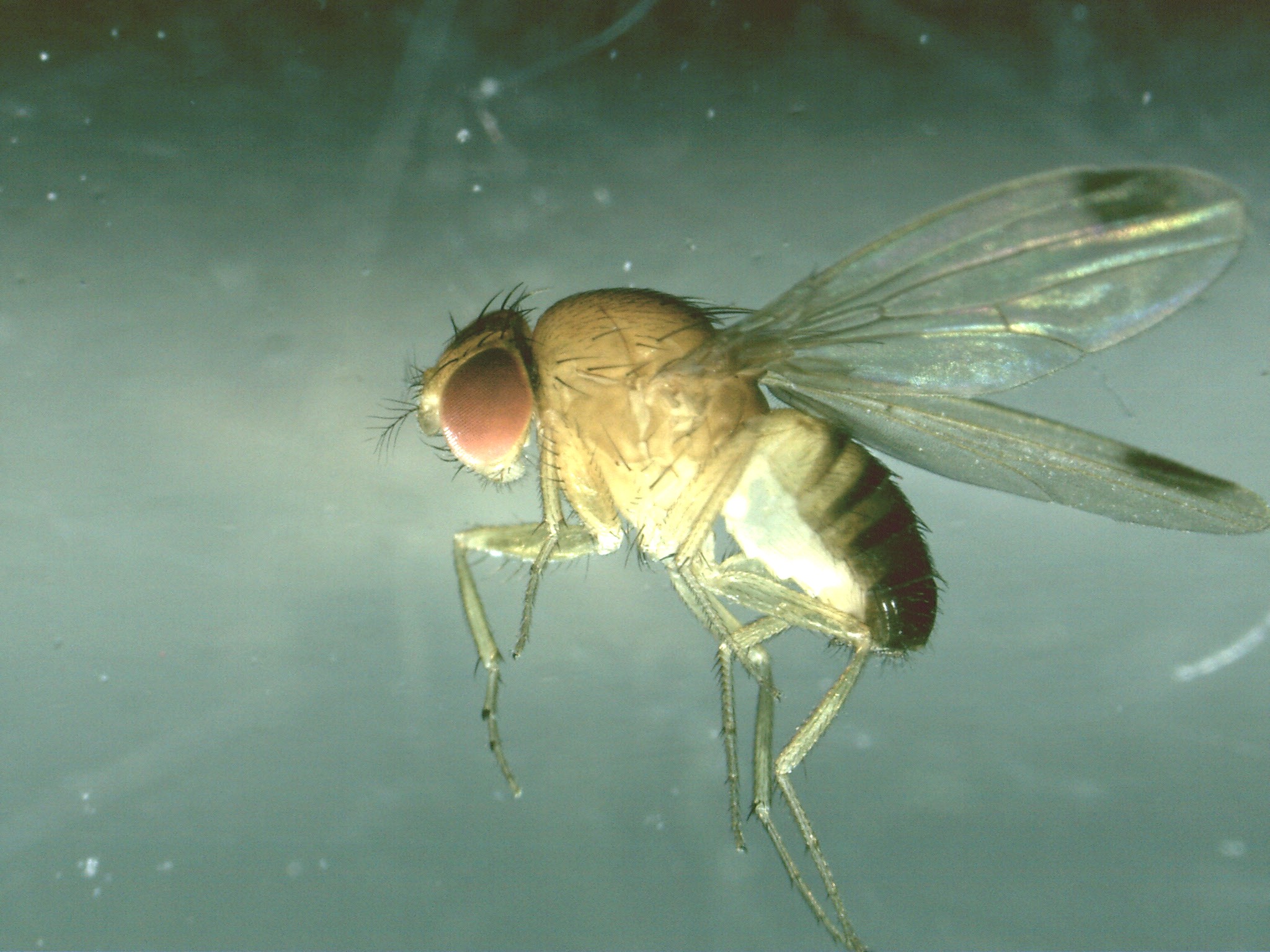 Video: «Le ricerche sulla Drosophila Suzukii»