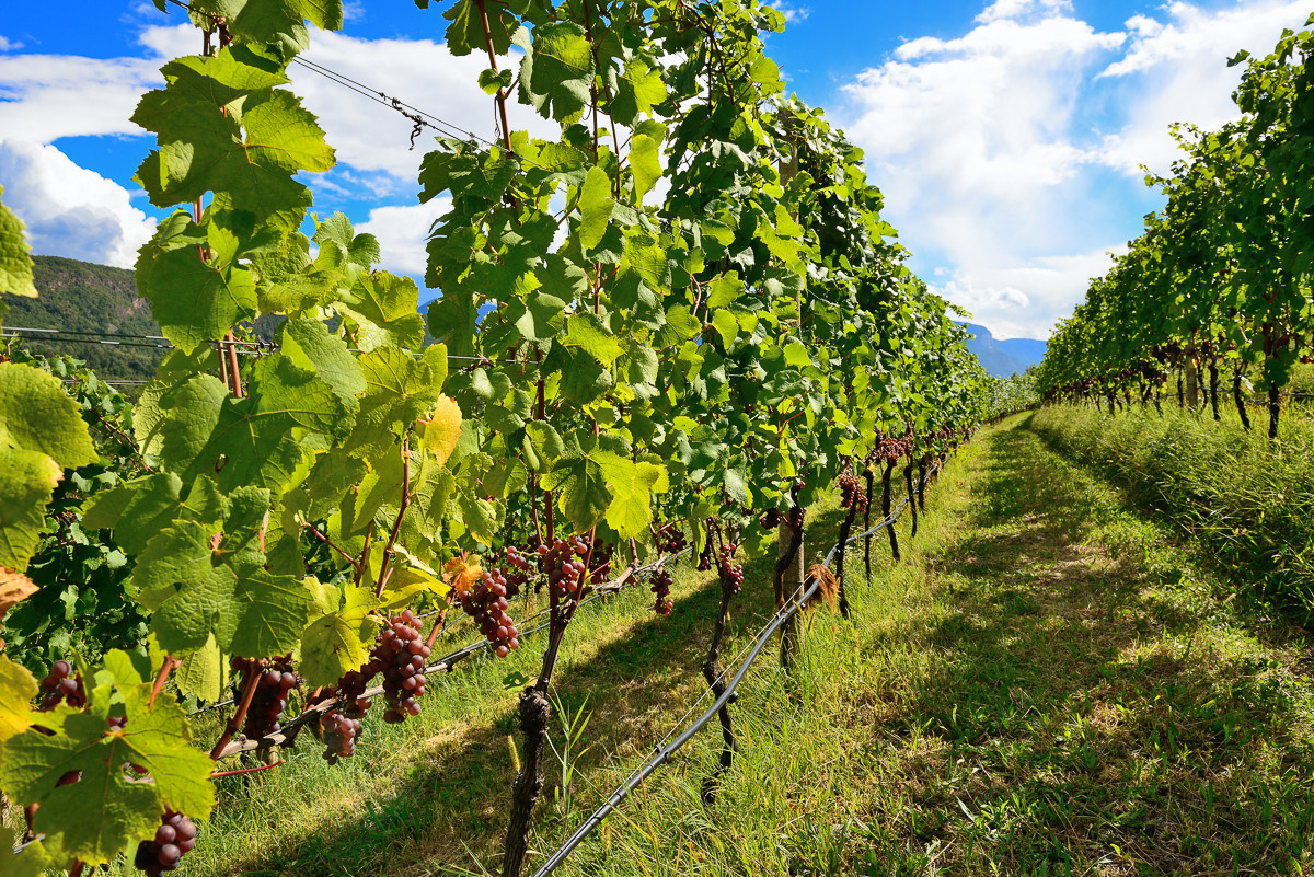Video: «Die Weinproduktion des Landesweinguts Laimburg»